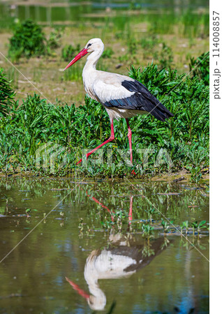 White Stork in Racconigi 114008857