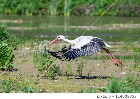 White Stork in Racconigi 114008858