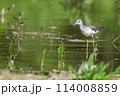 Common greenshank in a swamp 114008859