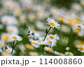 Daisies in a field 114008860