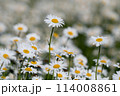 Daisies in a field 114008861