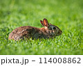 Eastern Cottontail 114008862
