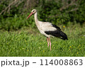 White Stork in Racconigi 114008863