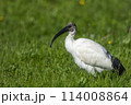 African Sacred Ibis 114008864