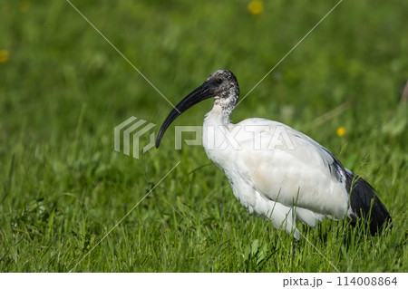 African Sacred Ibis 114008864