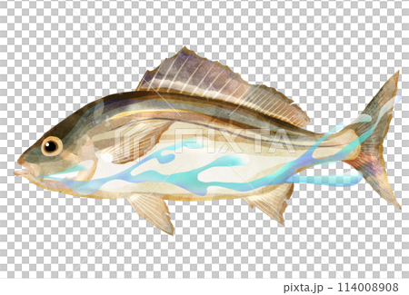 季節性魚咕嚕游泳的真實圖解 季節性魚咕嚕游泳的真實圖解 114008908