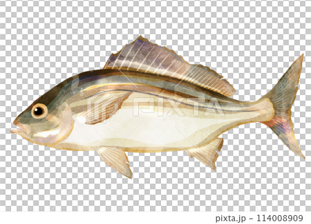 鹹水魚咕嚕聲的現實例證 114008909