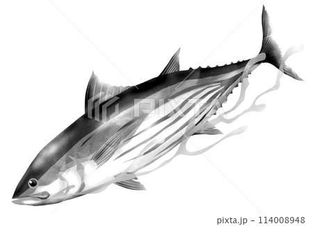 初夏に美味しい魚カツオの白黒イラスト 114008948