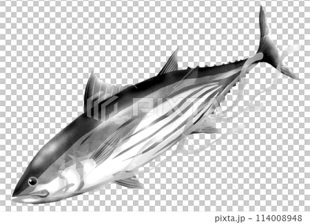 初夏に美味しい魚カツオの白黒イラスト 114008948