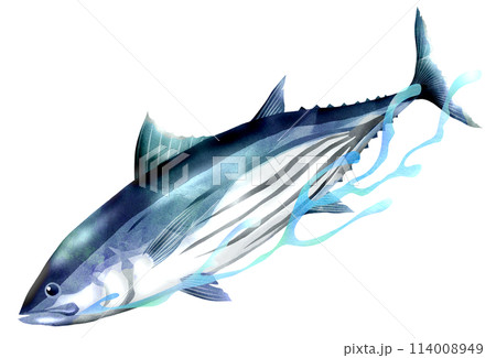 魚カツオの泳ぐリアルイラスト 114008949