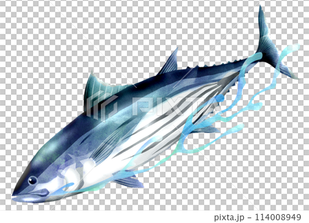 魚カツオの泳ぐリアルイラスト 114008949