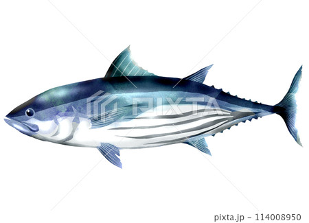 カッコイイ魚カツオのリアルイラスト 114008950