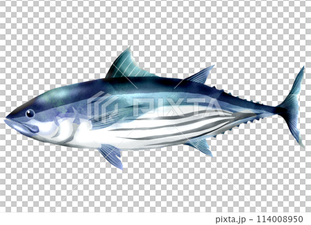 カッコイイ魚カツオのリアルイラスト 114008950