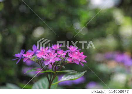 筥崎宮の紫陽花 筥崎宮の紫陽花 114008977