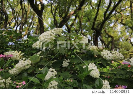 筥崎宮の紫陽花 114008981