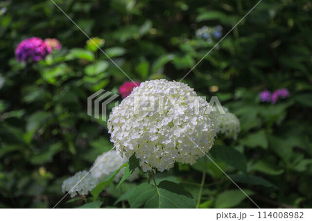 筥崎宮の紫陽花 114008982