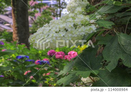筥崎宮の紫陽花 114008984