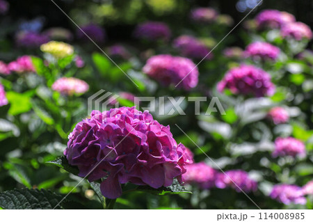 筥崎宮の紫陽花 114008985