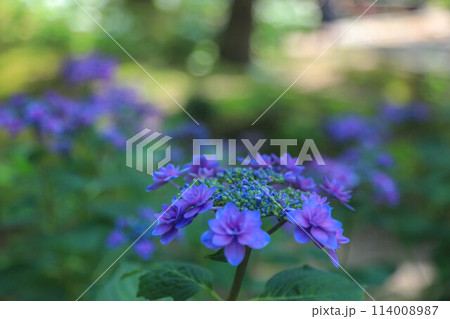 筥崎宮の紫陽花 114008987