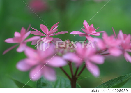 筥崎宮の紫陽花 114008989
