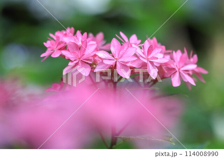 筥崎宮の紫陽花 筥崎宮の紫陽花 114008990