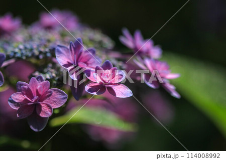 筥崎宮の紫陽花 114008992