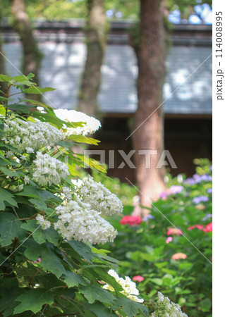 筥崎宮の紫陽花 114008995