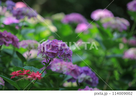 筥崎宮の紫陽花 筥崎宮の紫陽花 114009002
