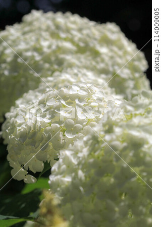 筥崎宮の紫陽花 筥崎宮の紫陽花 114009005