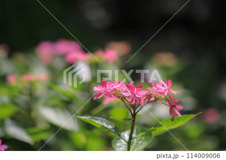 筥崎宮の紫陽花 筥崎宮の紫陽花 114009006