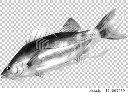 スズキのリアル白黒イラスト スズキのリアル白黒イラスト 114009089