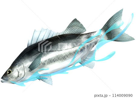いかつく泳ぐ鱸のリアルイラスト いかつく泳ぐ鱸のリアルイラスト 114009090