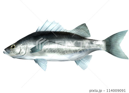 大人気魚シーバスのリアルイラスト 114009091