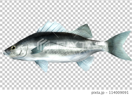 大人気魚シーバスのリアルイラスト 114009091