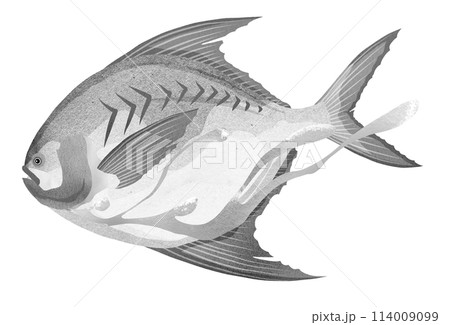 海水魚マナガツオの白黒イラスト 海水魚マナガツオの白黒イラスト 114009099
