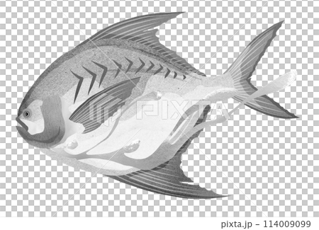 Black and white illustration of saltwater fish pomfret 114009099