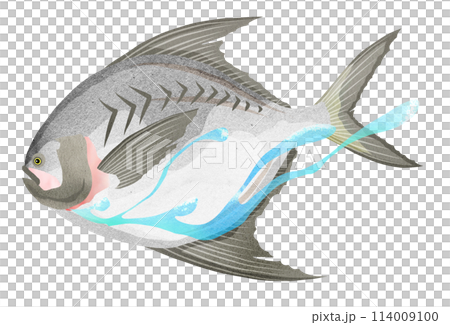 Realistic illustration of a swimming pomfret Realistic illustration of a swimming pomfret 114009100