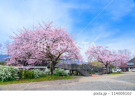 田淵行男記念館と百楽桜【安曇野市】 114009102