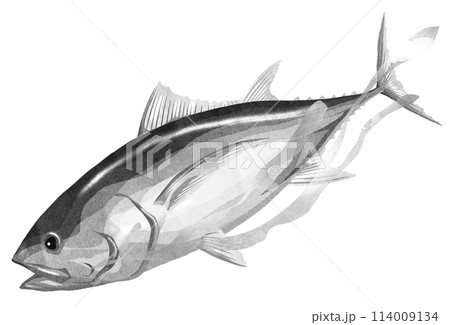 メバチマグロのリアル白黒イラスト メバチマグロのリアル白黒イラスト 114009134