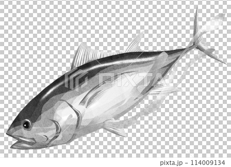 メバチマグロのリアル白黒イラスト メバチマグロのリアル白黒イラスト 114009134