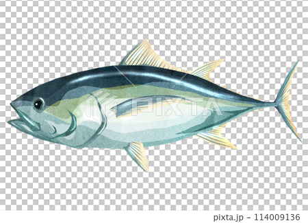 旬な魚メバチマグロのリアルイラスト 114009136