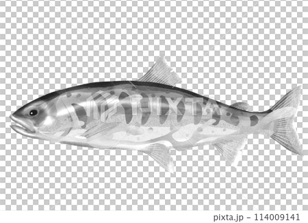 渓流の幻魚ヤマメリアル白黒イラスト 渓流の幻魚ヤマメリアル白黒イラスト 114009141