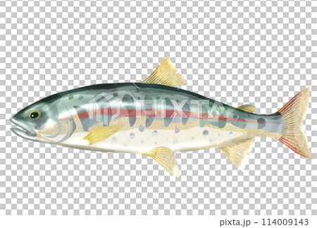 渓流釣り大人気の山女魚リアルイラスト 114009143