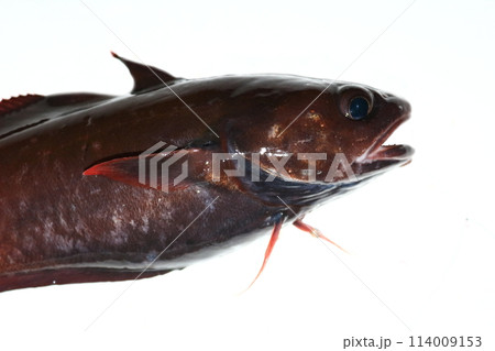 エゾイソアイナメという異名を持つチゴダラ 114009153