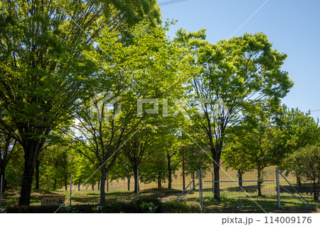 初夏の観音山ファミリーパーク　こもれびの丘　群馬県高崎市 114009176