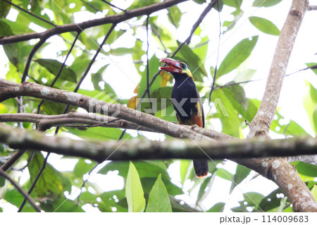 サンショクコチュウハシ 114009683