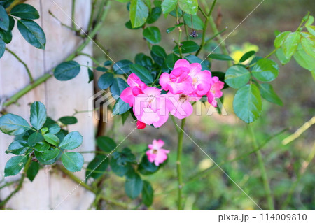 可愛い バラの花 アンジェラ 可愛い バラの花 アンジェラ 114009810