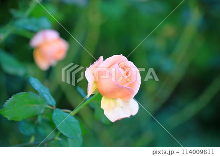 可愛い バラの花 アプリコットネクター 可愛い バラの花 アプリコットネクター 114009811