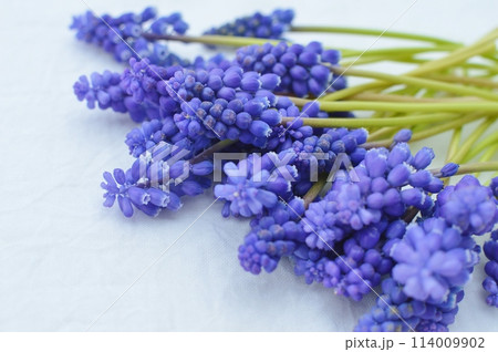 青紫色のムスカリの花を布の上に並べる 青紫色のムスカリの花を布の上に並べる 114009902