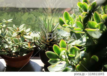 植物のある風景 114011045